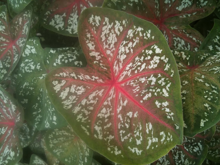 Caladium 'Thai Star'